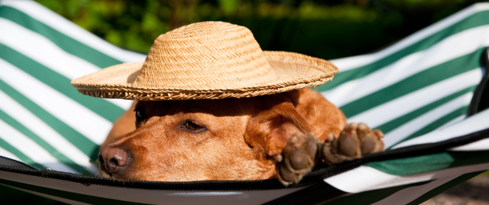 road trip
chien